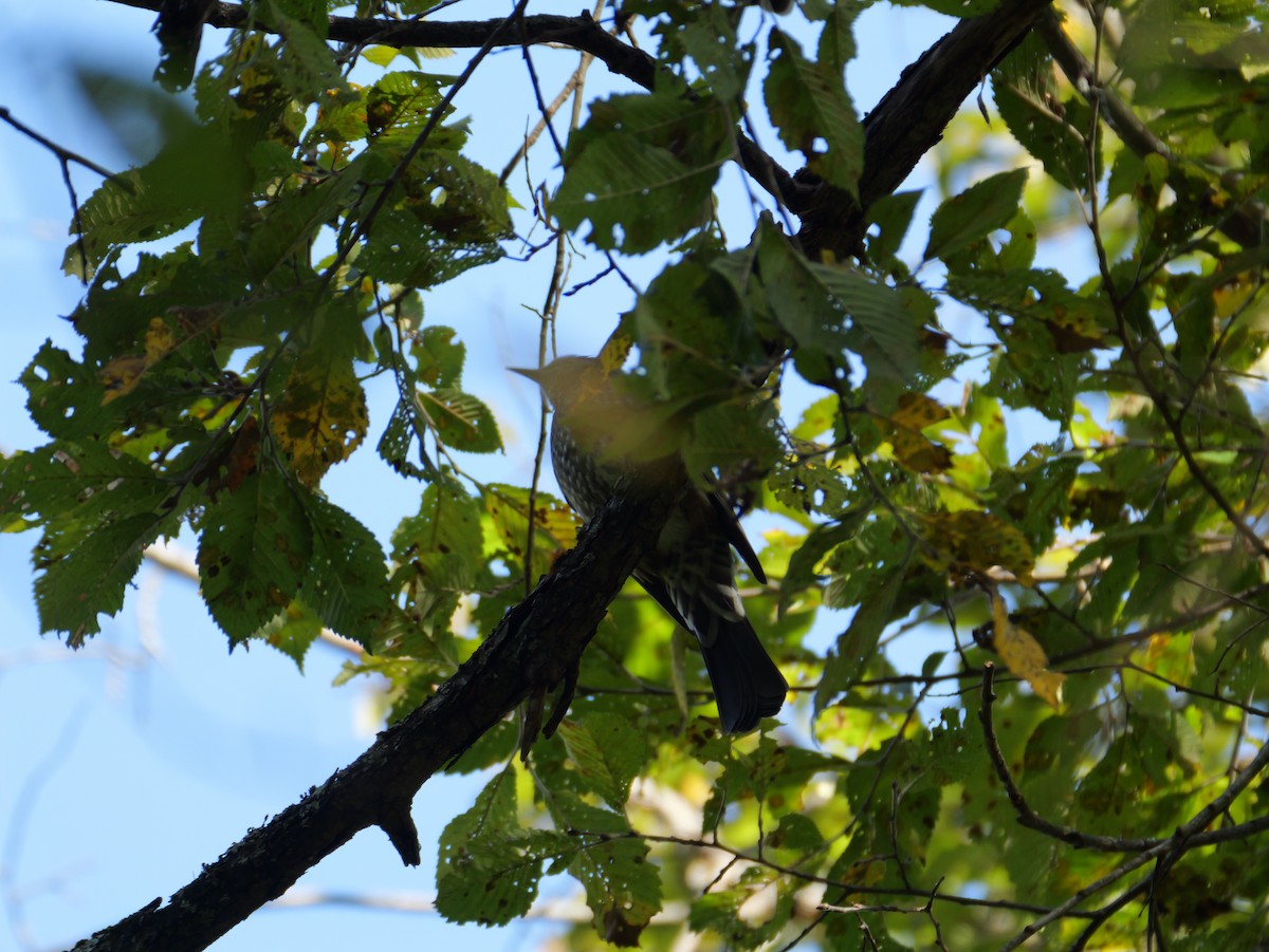 Brown-eared Bulbul - ML643062957