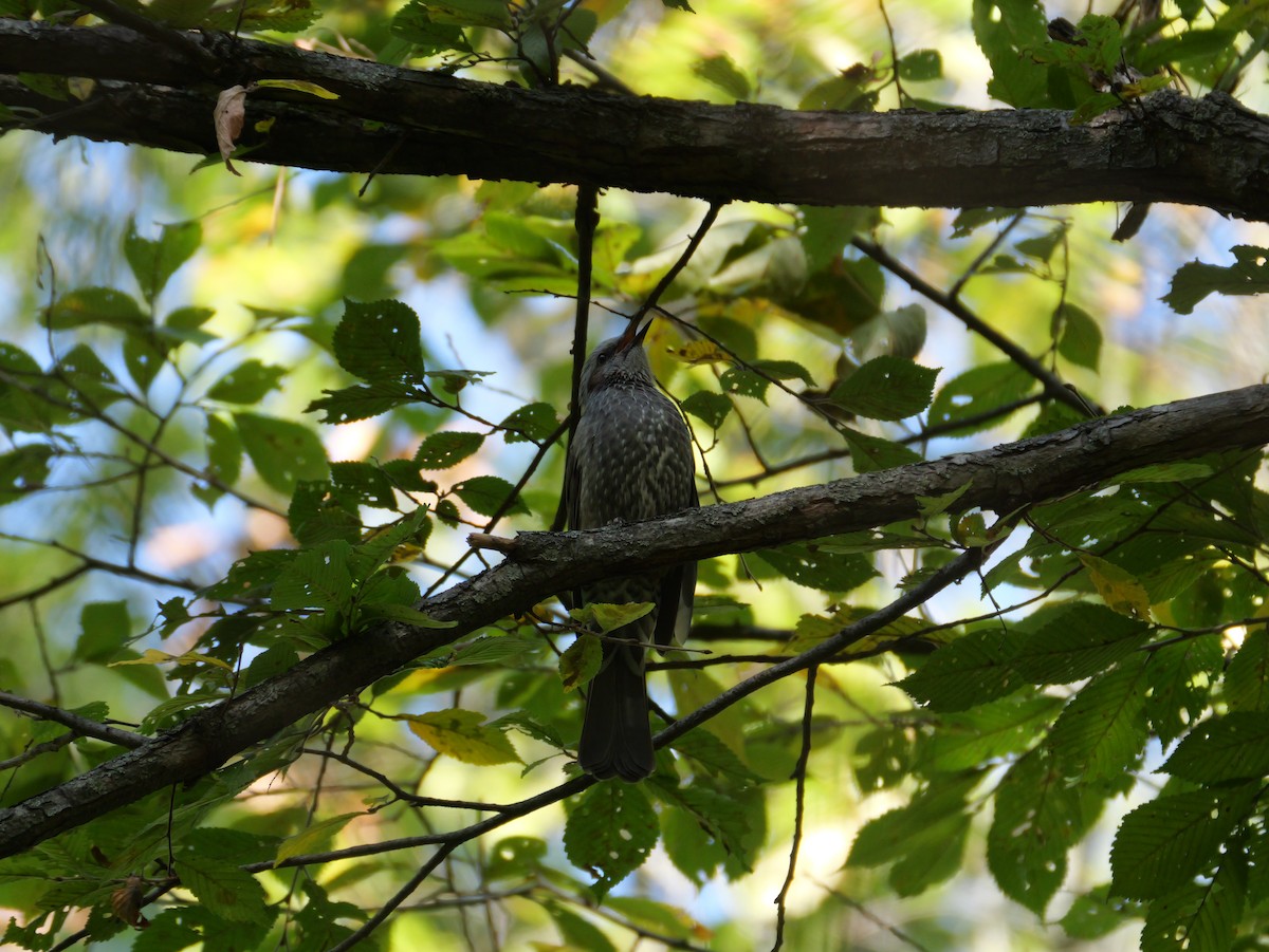 Brown-eared Bulbul - ML643062958