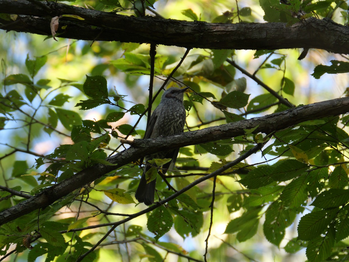 Brown-eared Bulbul - ML643062959