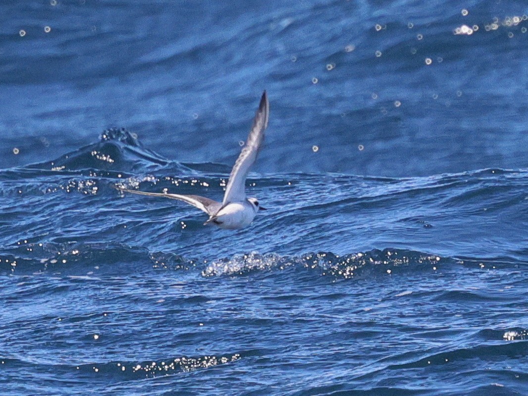 Red Phalarope - ML643062995