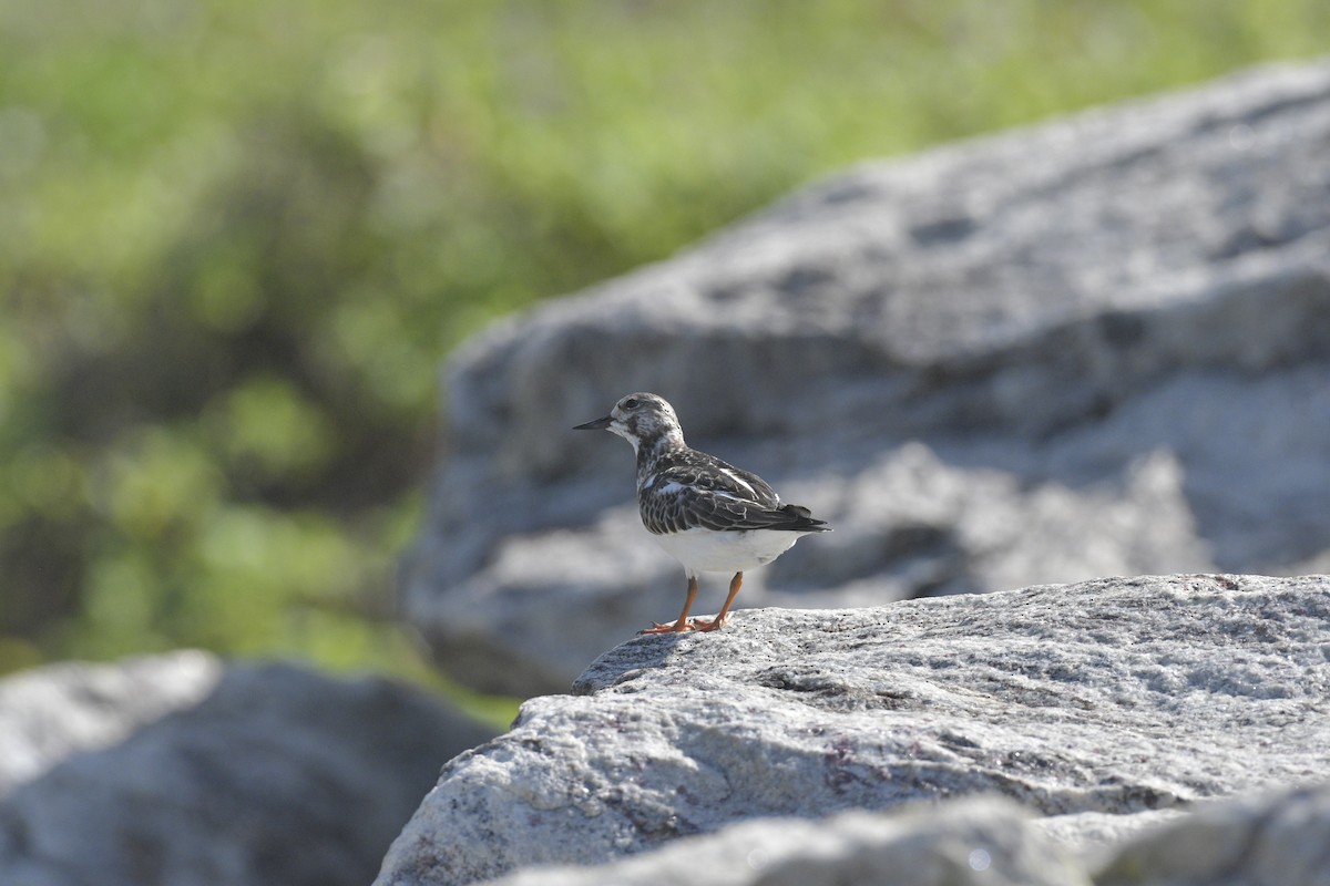 Ruddy Turnstone - ML643062996