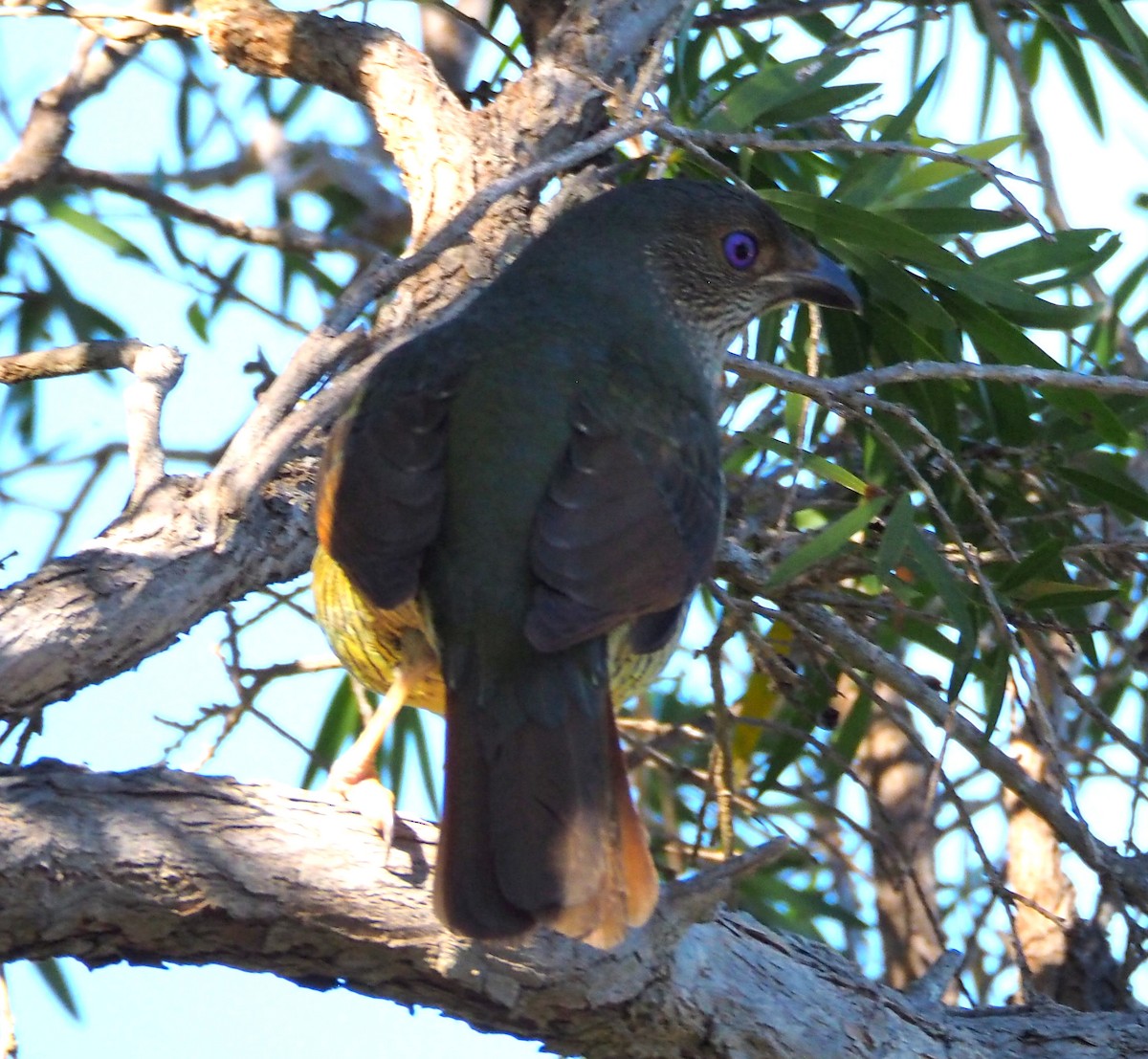 Satin Bowerbird - ML643063024