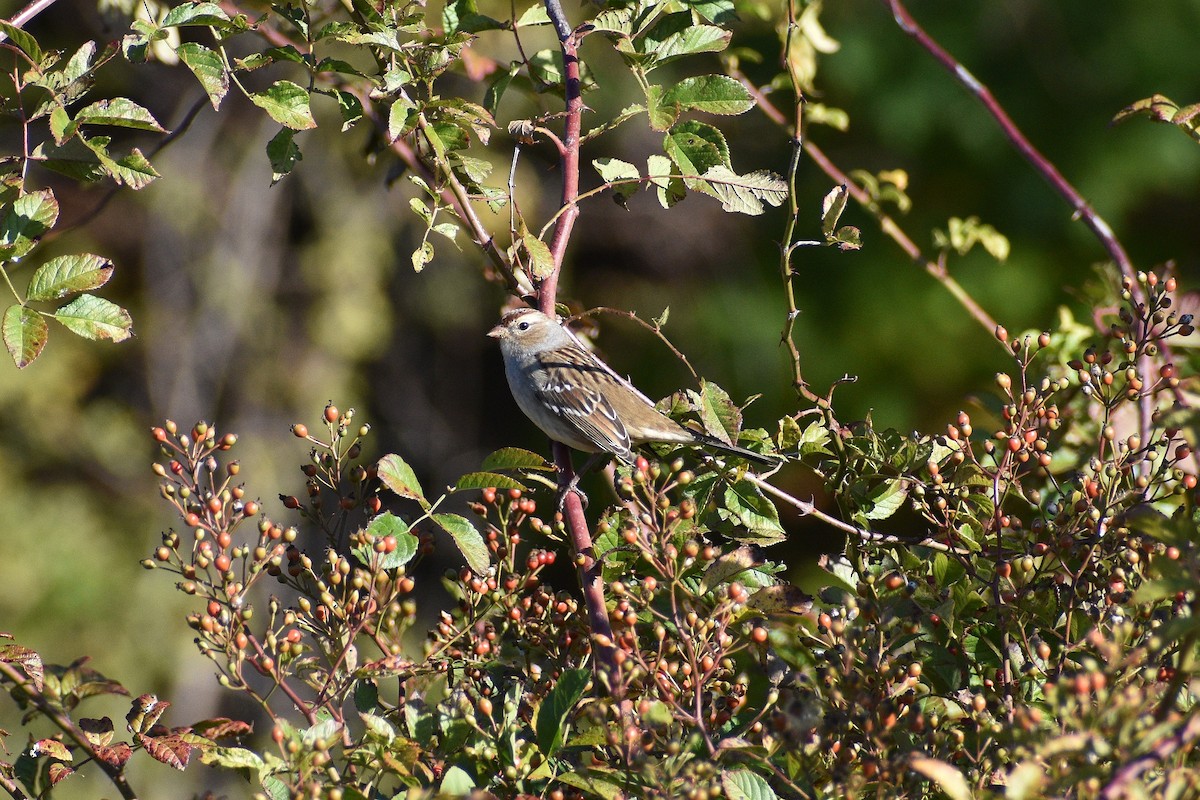 strnadec bělopásý - ML643063031