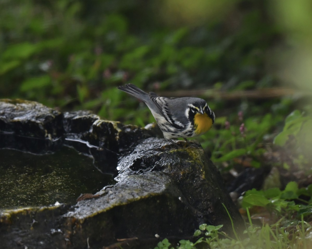 Yellow-throated Warbler - ML643063051