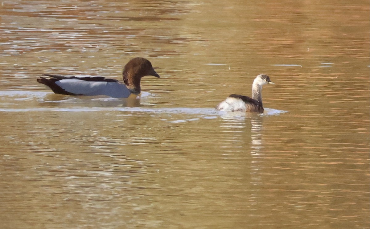 Hoary-headed Grebe - ML643063062