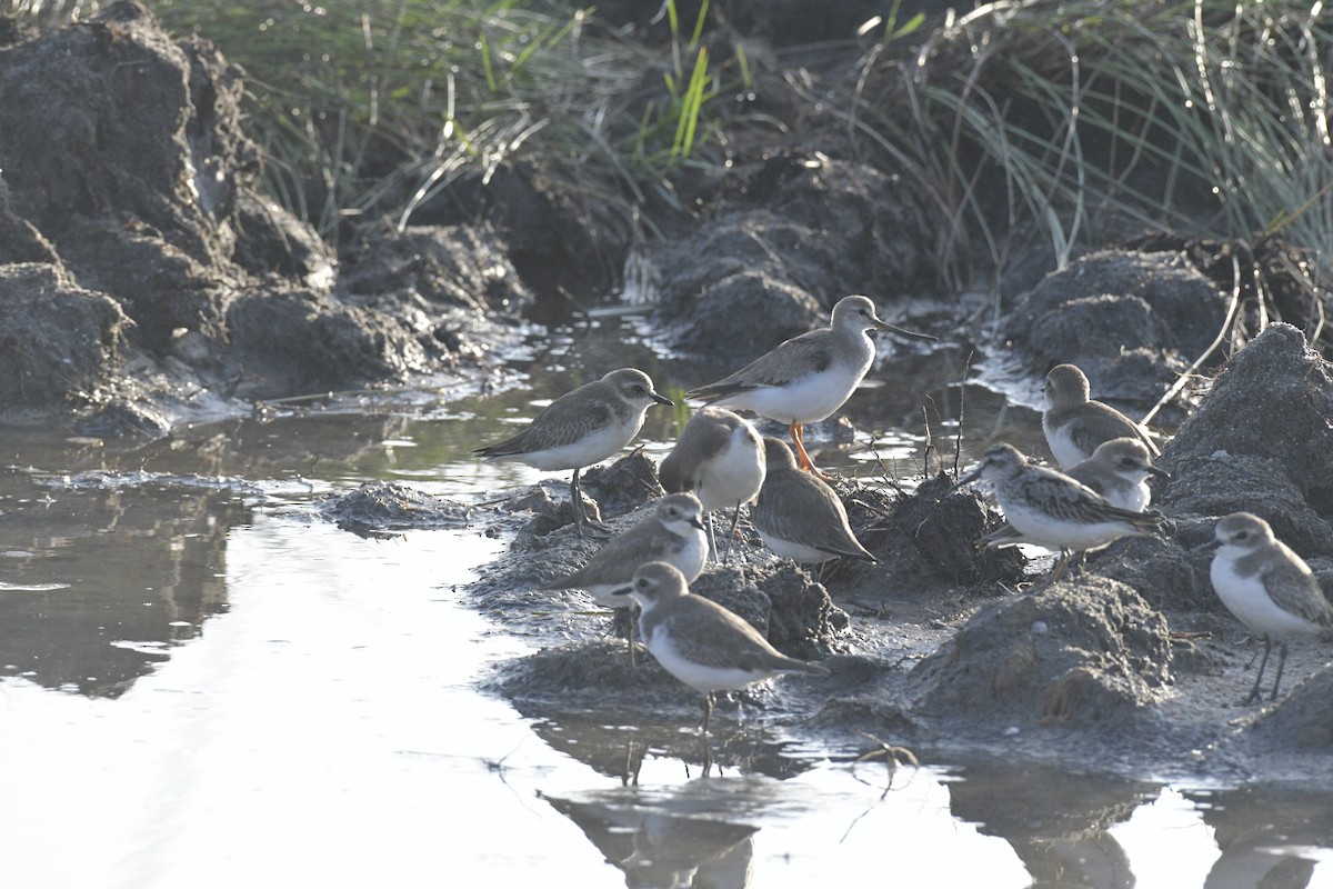 Broad-billed Sandpiper - ML643063095