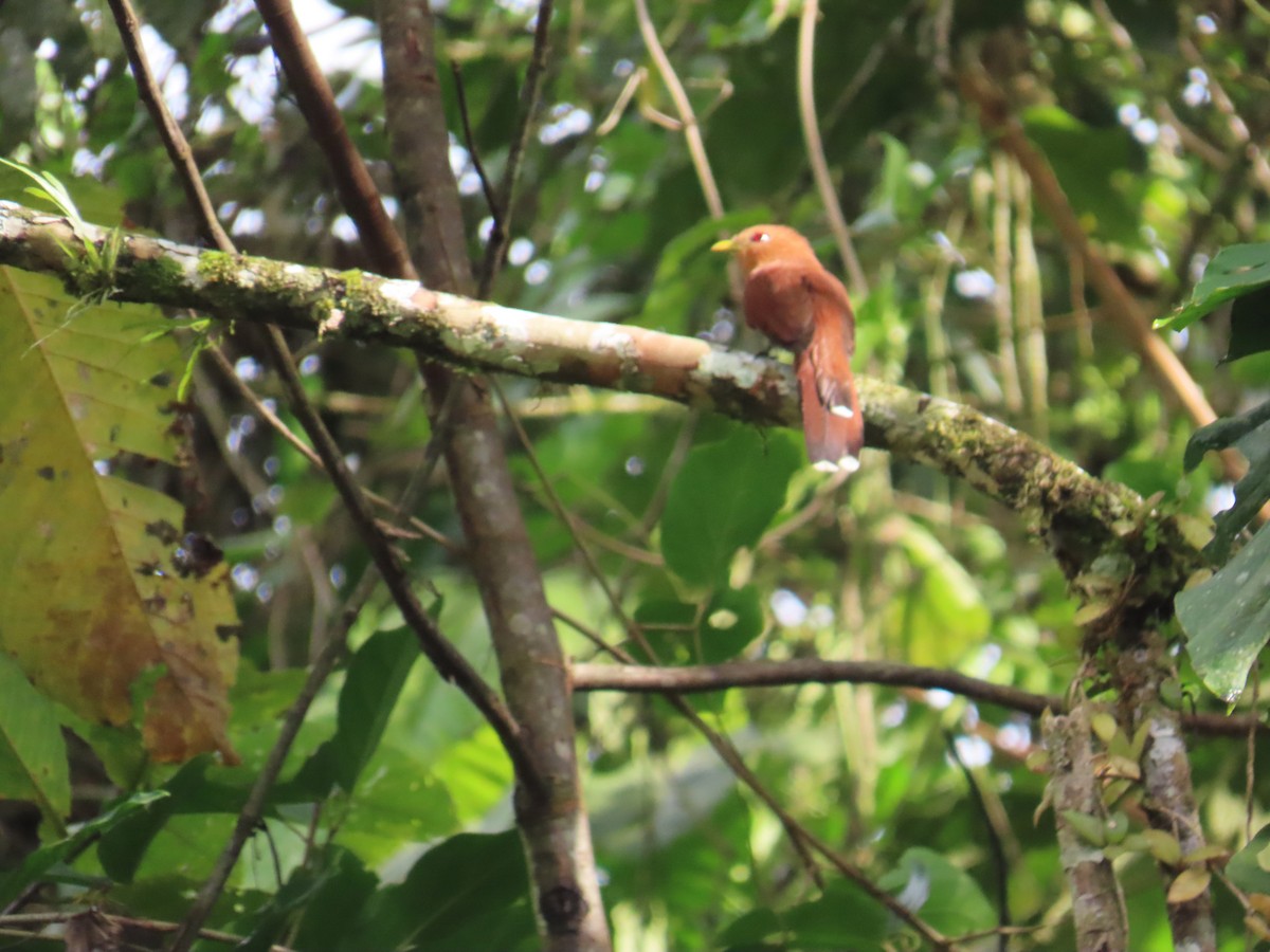 Little Cuckoo - ML643063125