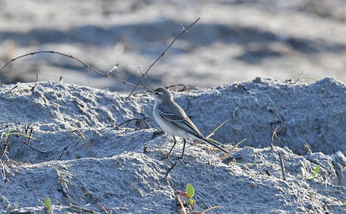 Western Yellow Wagtail - ML643063126