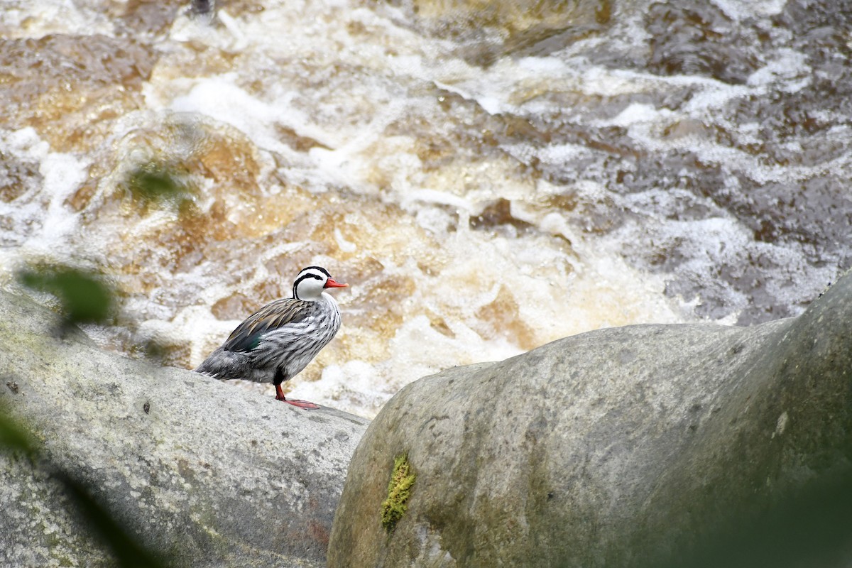 Torrent Duck - ML643063139