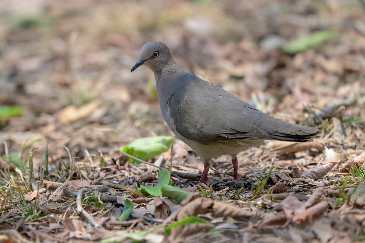 White-tipped Dove - ML643063146