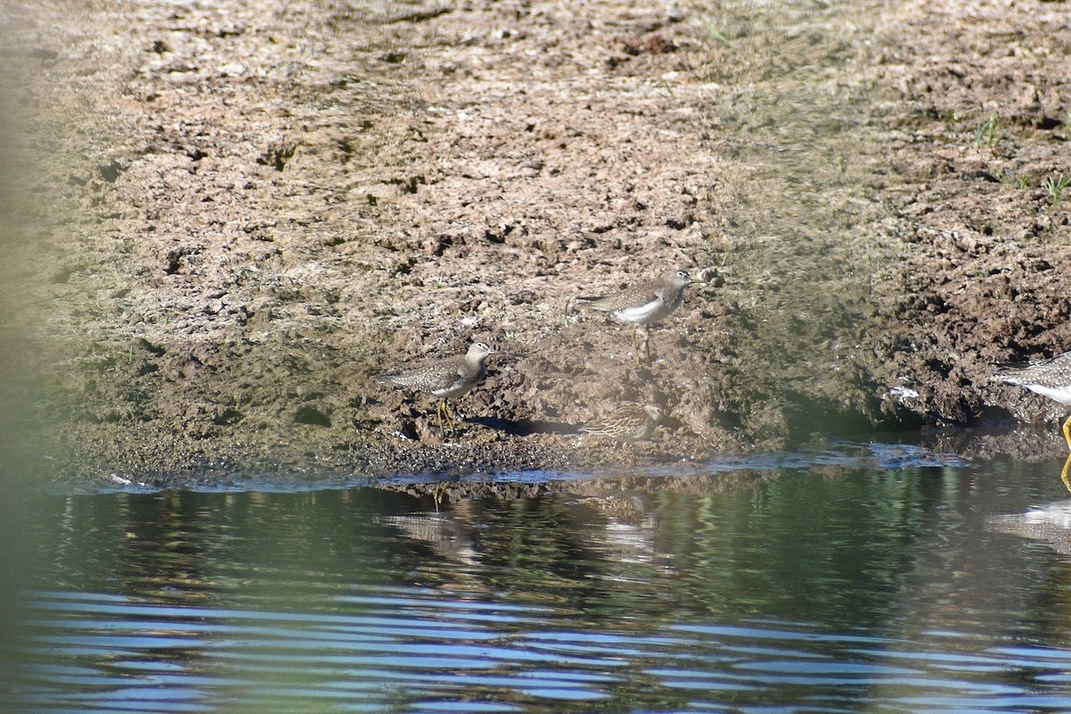 vodouš samotářský - ML643063151