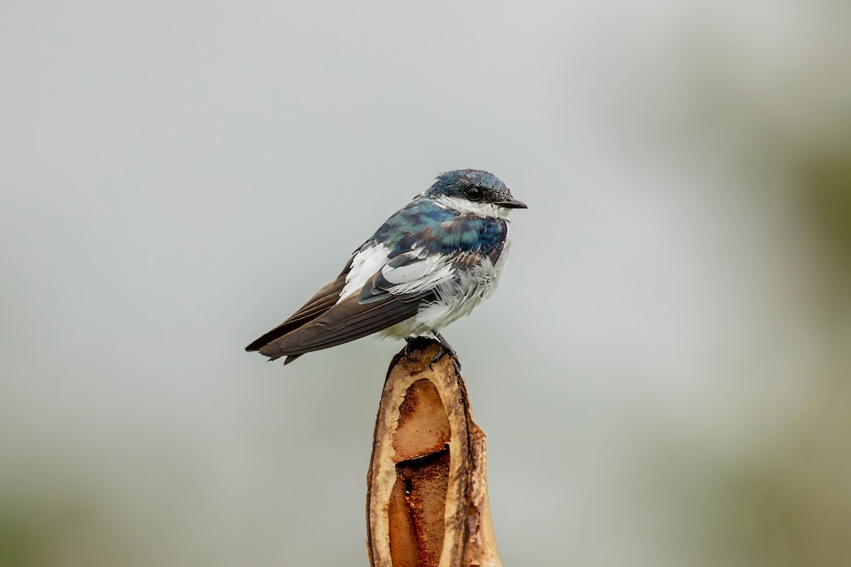 White-winged Swallow - ML643063155