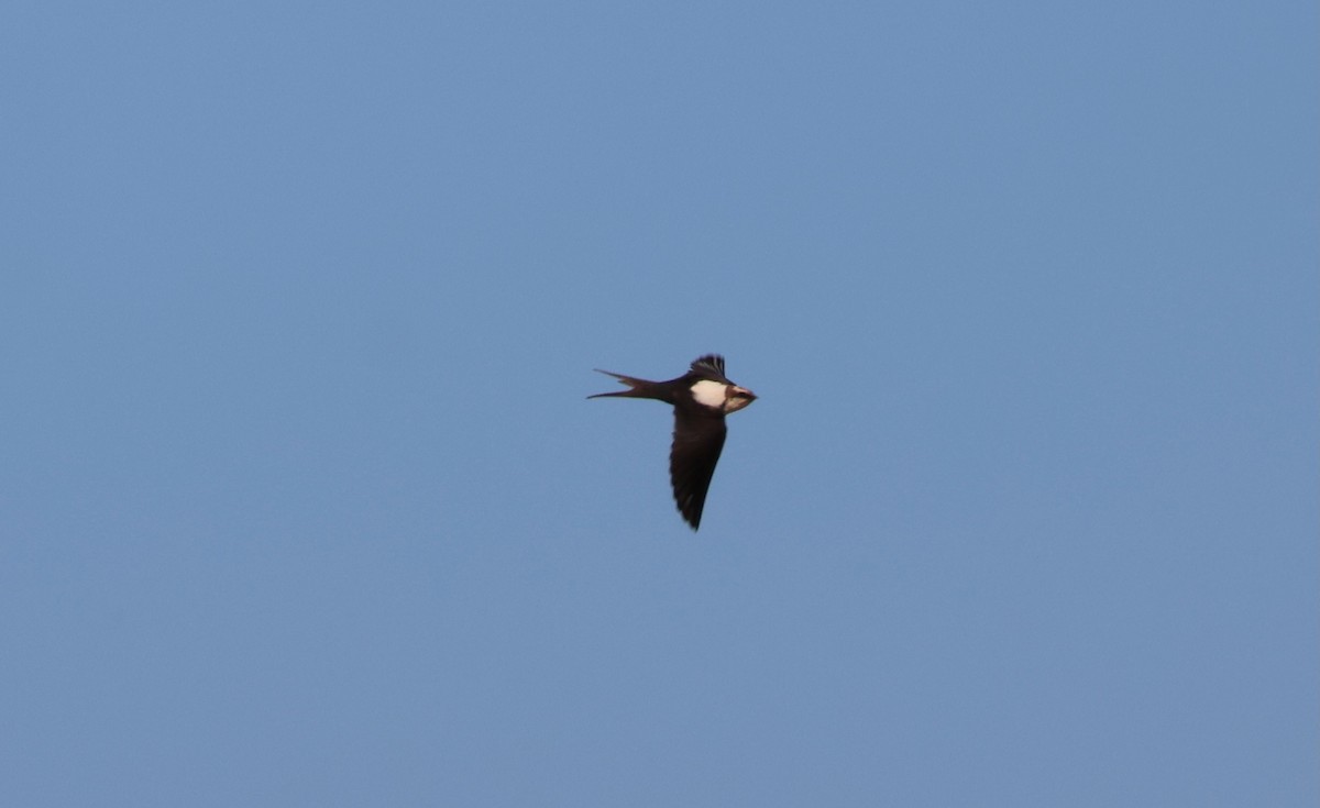 White-backed Swallow - ML643063156
