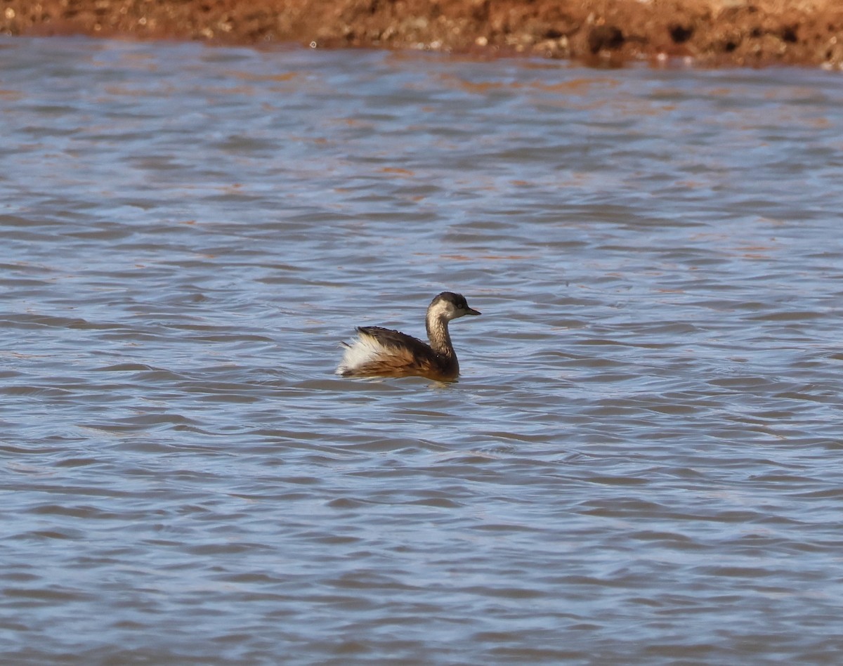 Hoary-headed Grebe - ML643063165