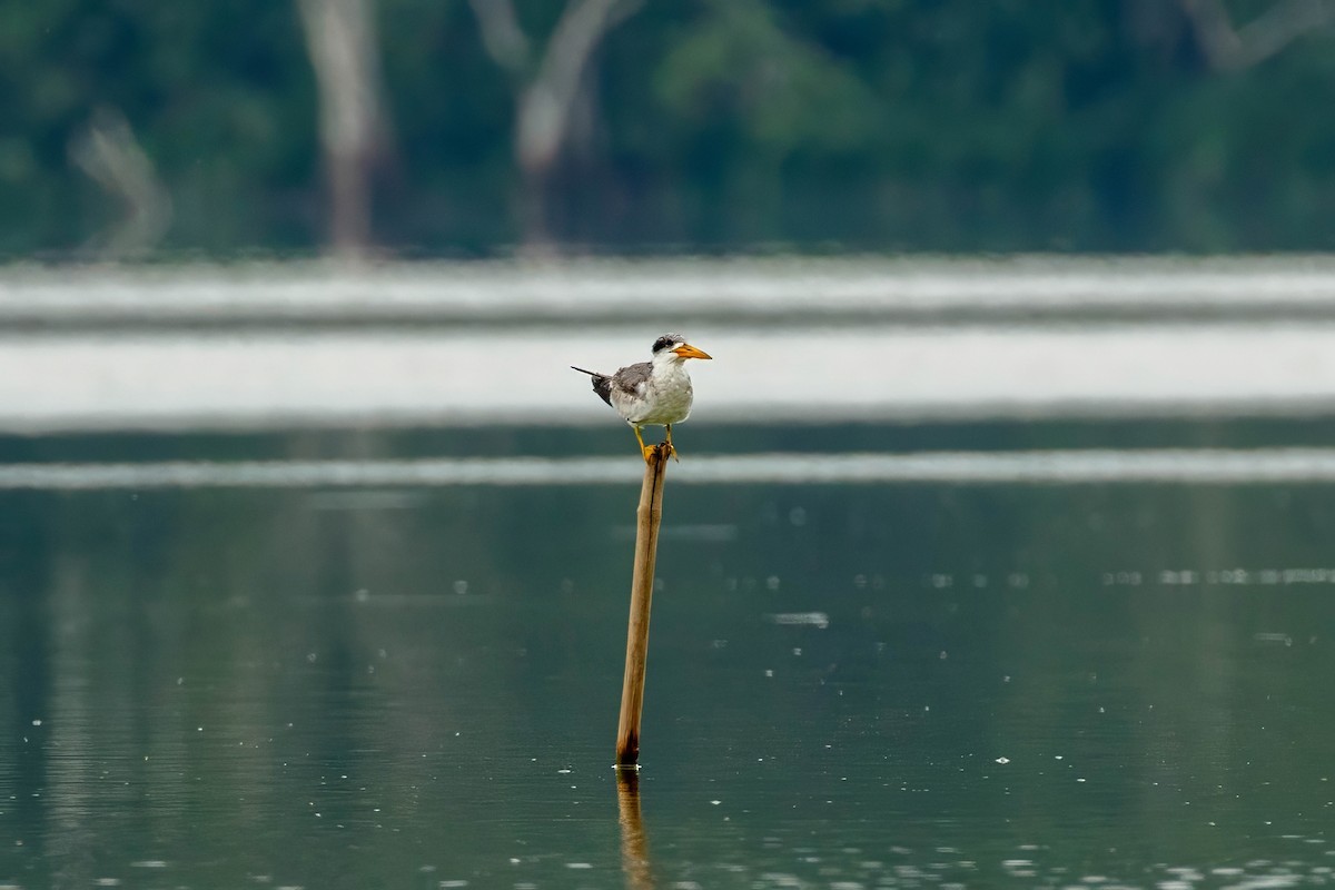 Large-billed Tern - ML643063196