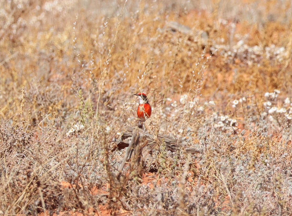 Crimson Chat - ML643063198
