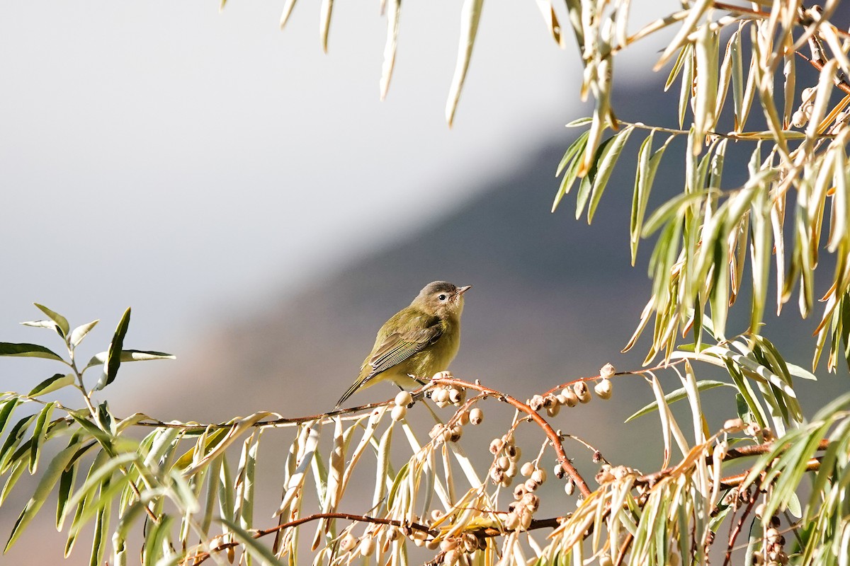 Western Warbling Vireo - ML643063206