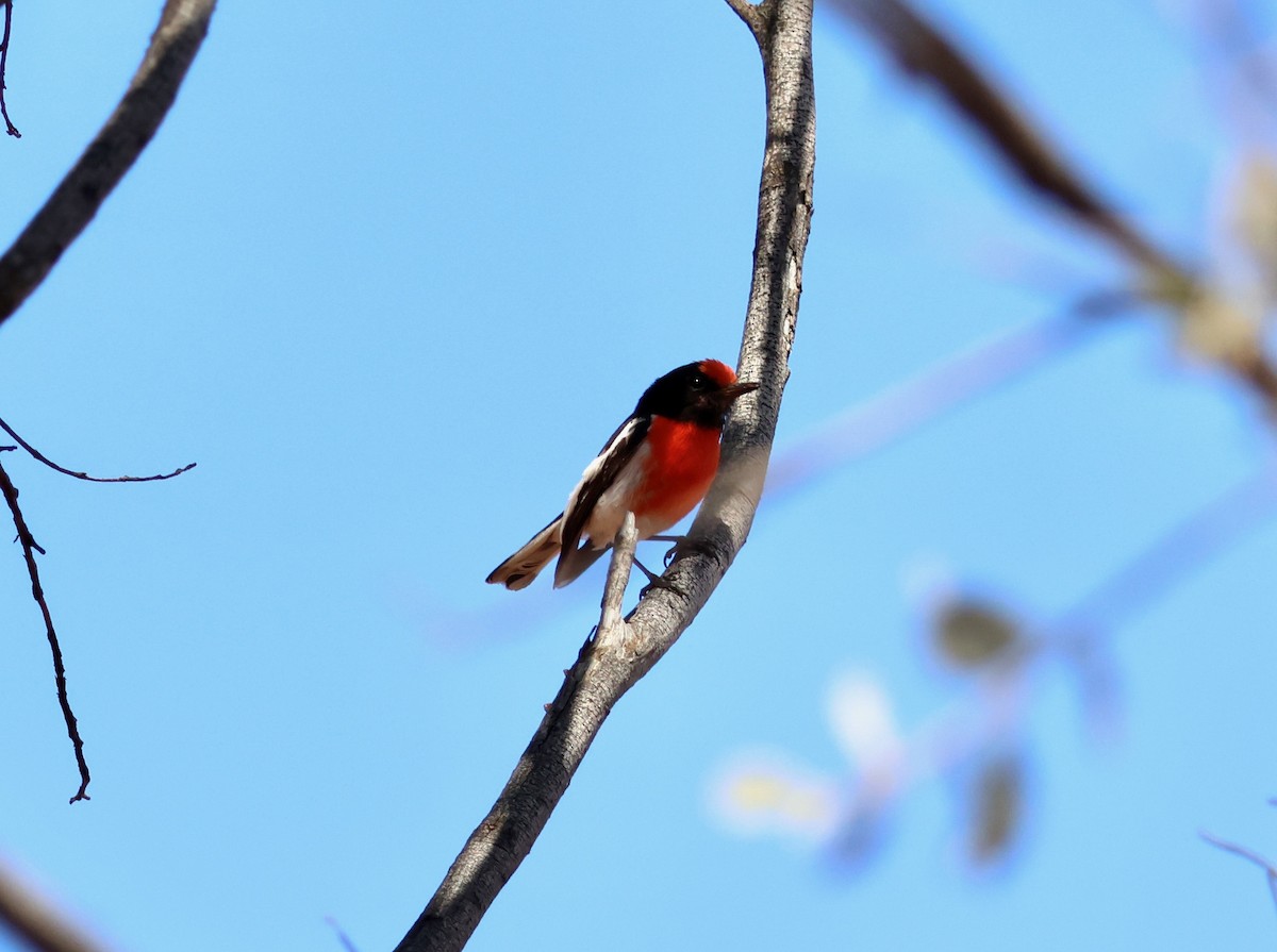 Red-capped Robin - ML643063210