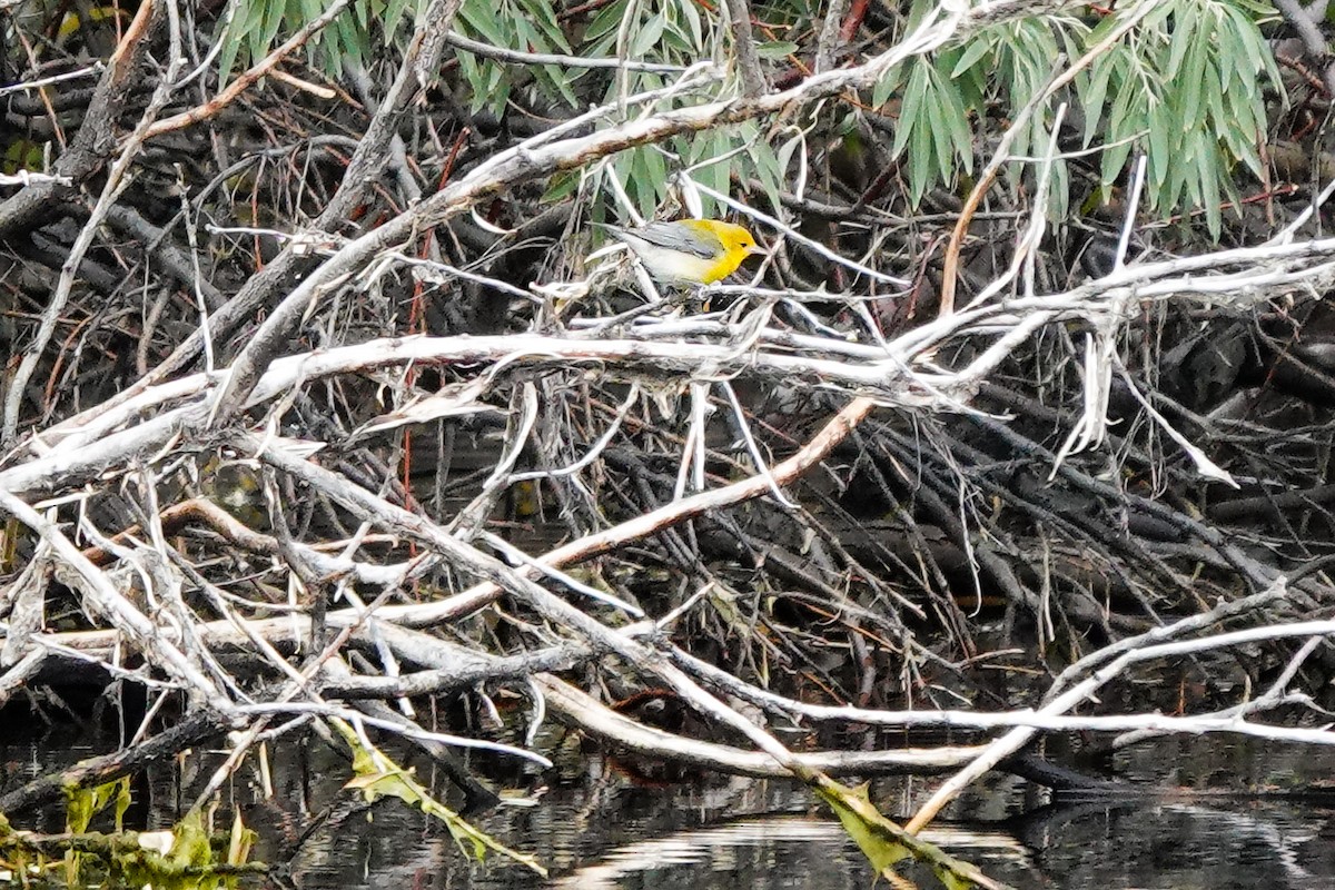 Prothonotary Warbler - ML643063216
