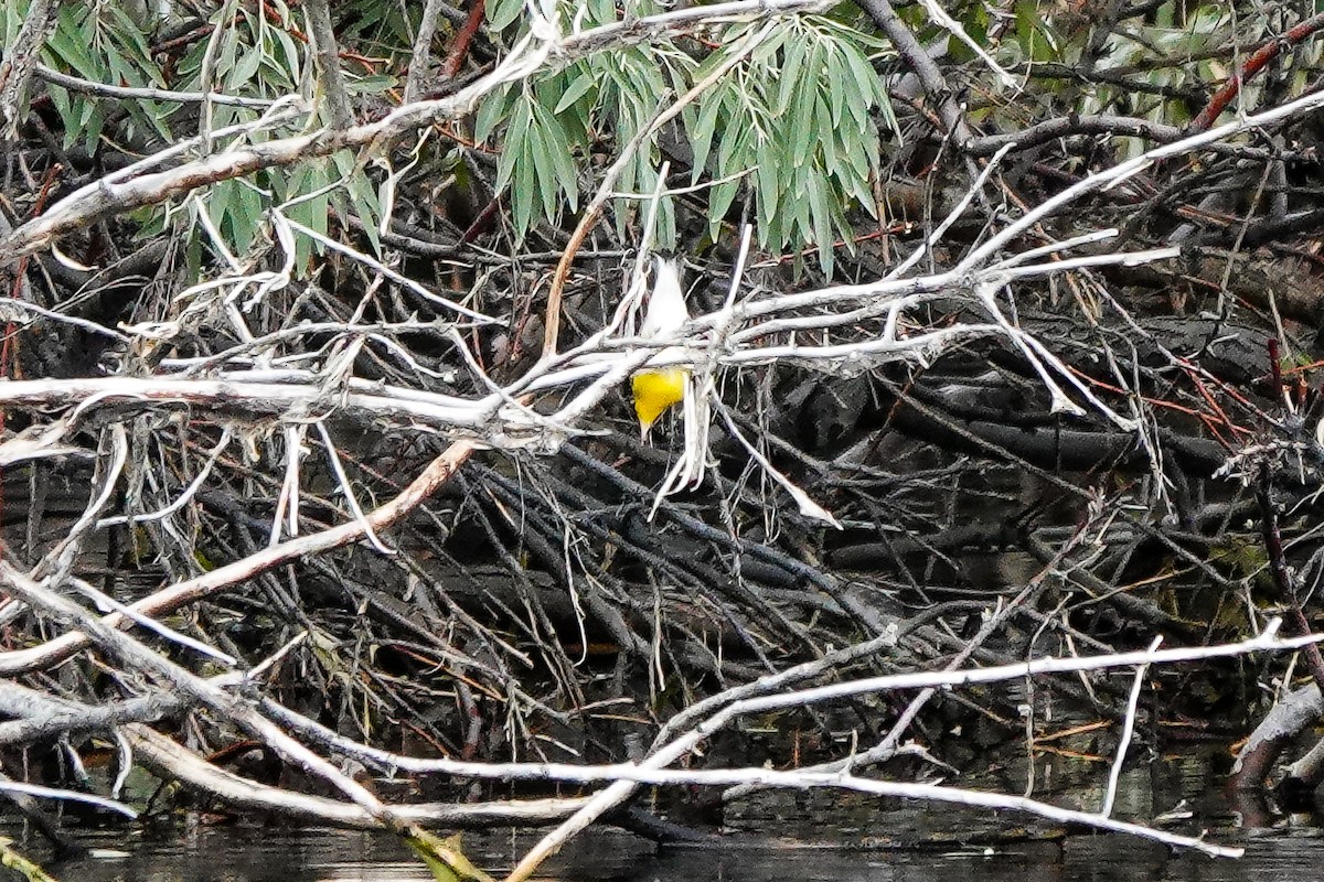 Prothonotary Warbler - ML643063217