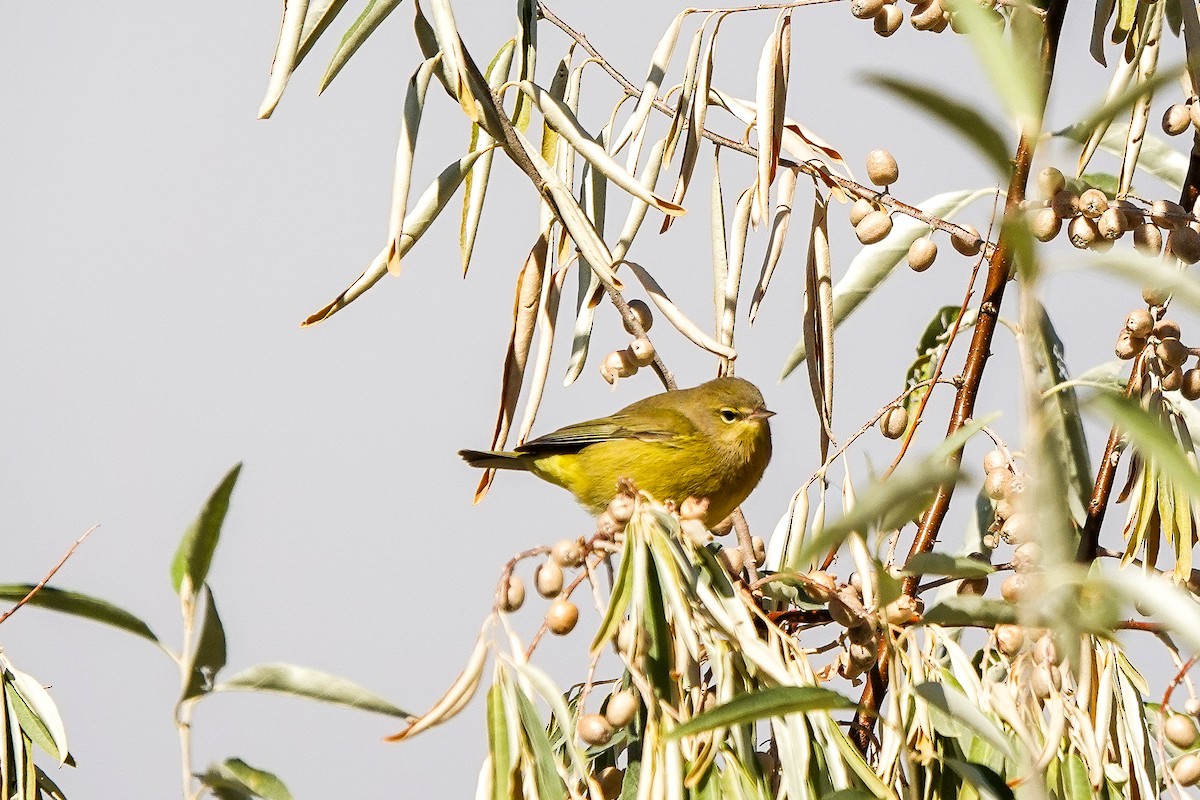 Orange-crowned Warbler - ML643063225