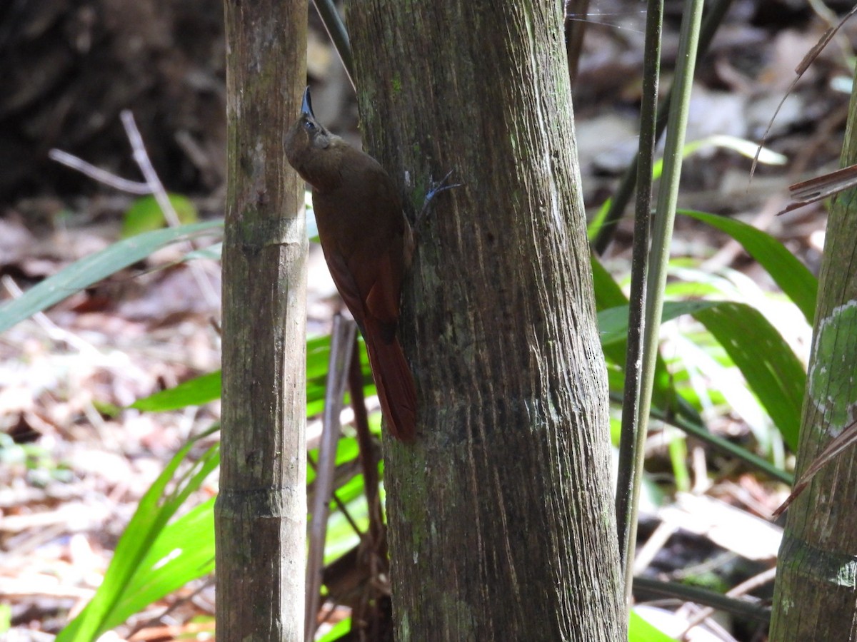 Plain-brown Woodcreeper - ML643063231