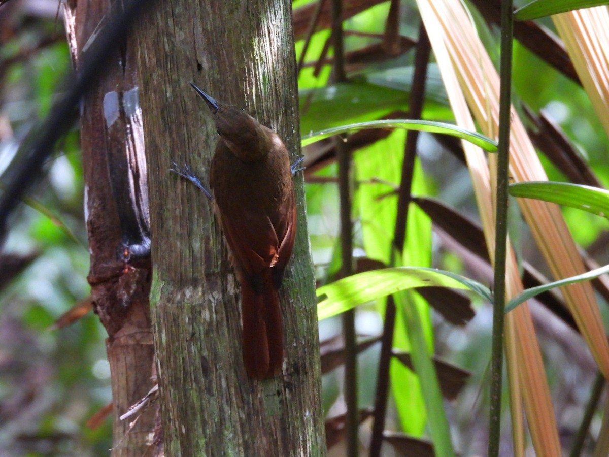 Plain-brown Woodcreeper - ML643063232