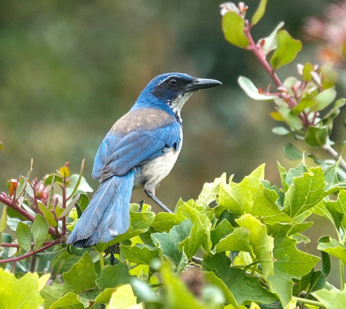 Island Scrub-Jay - ML643063233