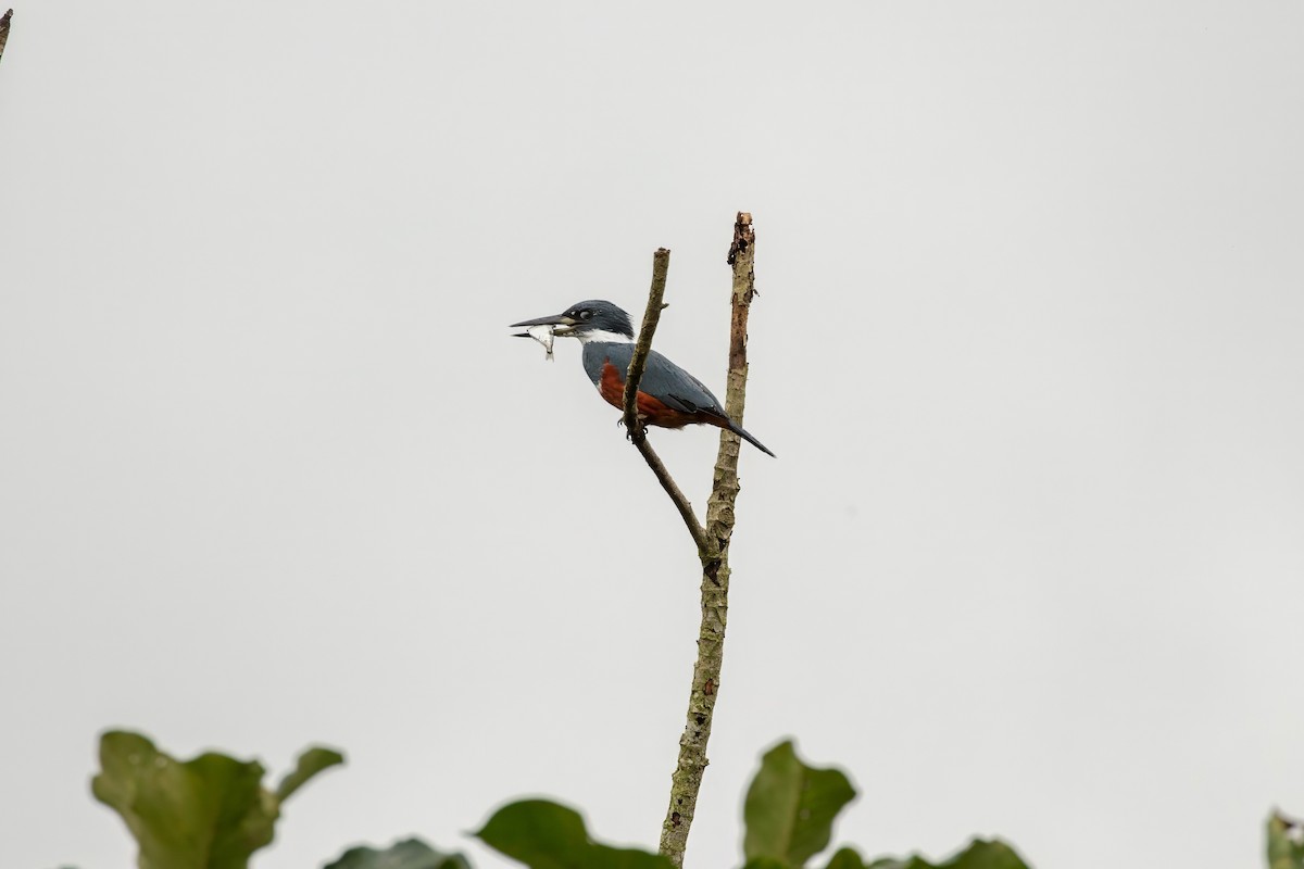 Ringed Kingfisher - ML643063237