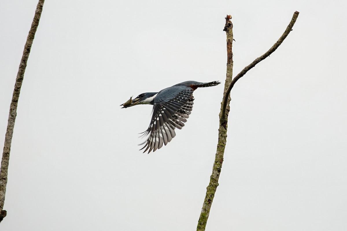 Ringed Kingfisher - ML643063238