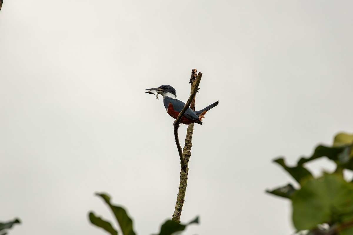 Ringed Kingfisher - ML643063239