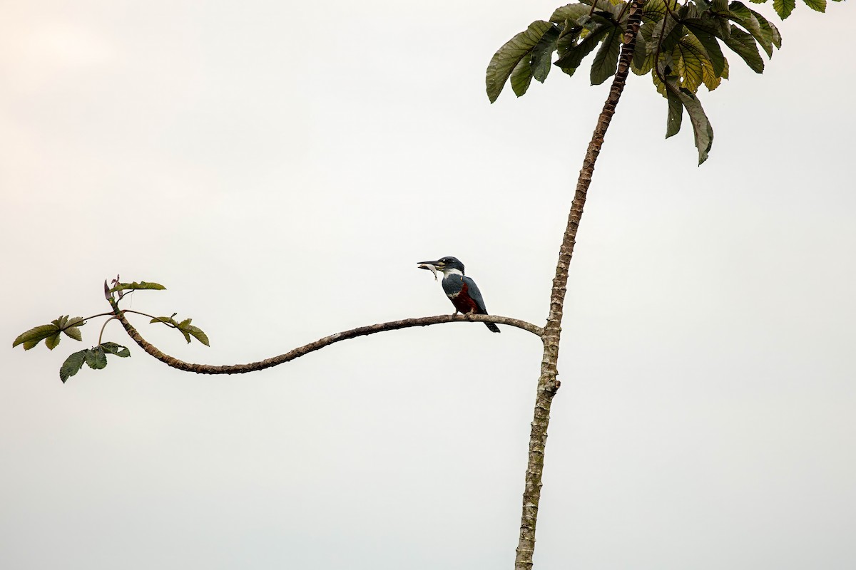 Ringed Kingfisher - ML643063240