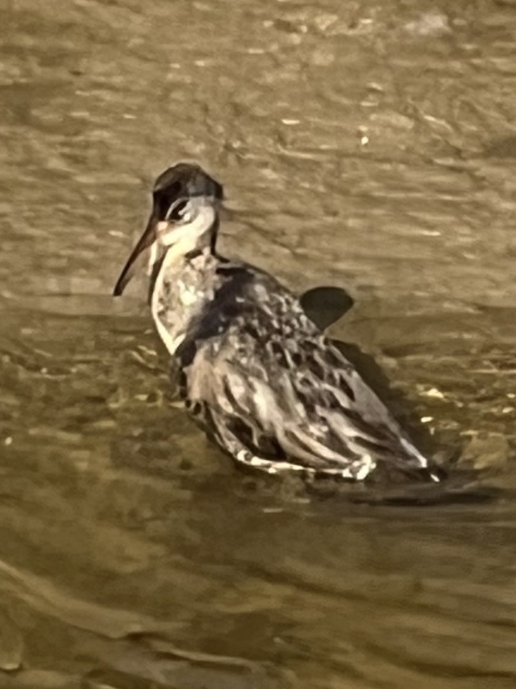 Clapper Rail (Atlantic Coast) - ML643063278