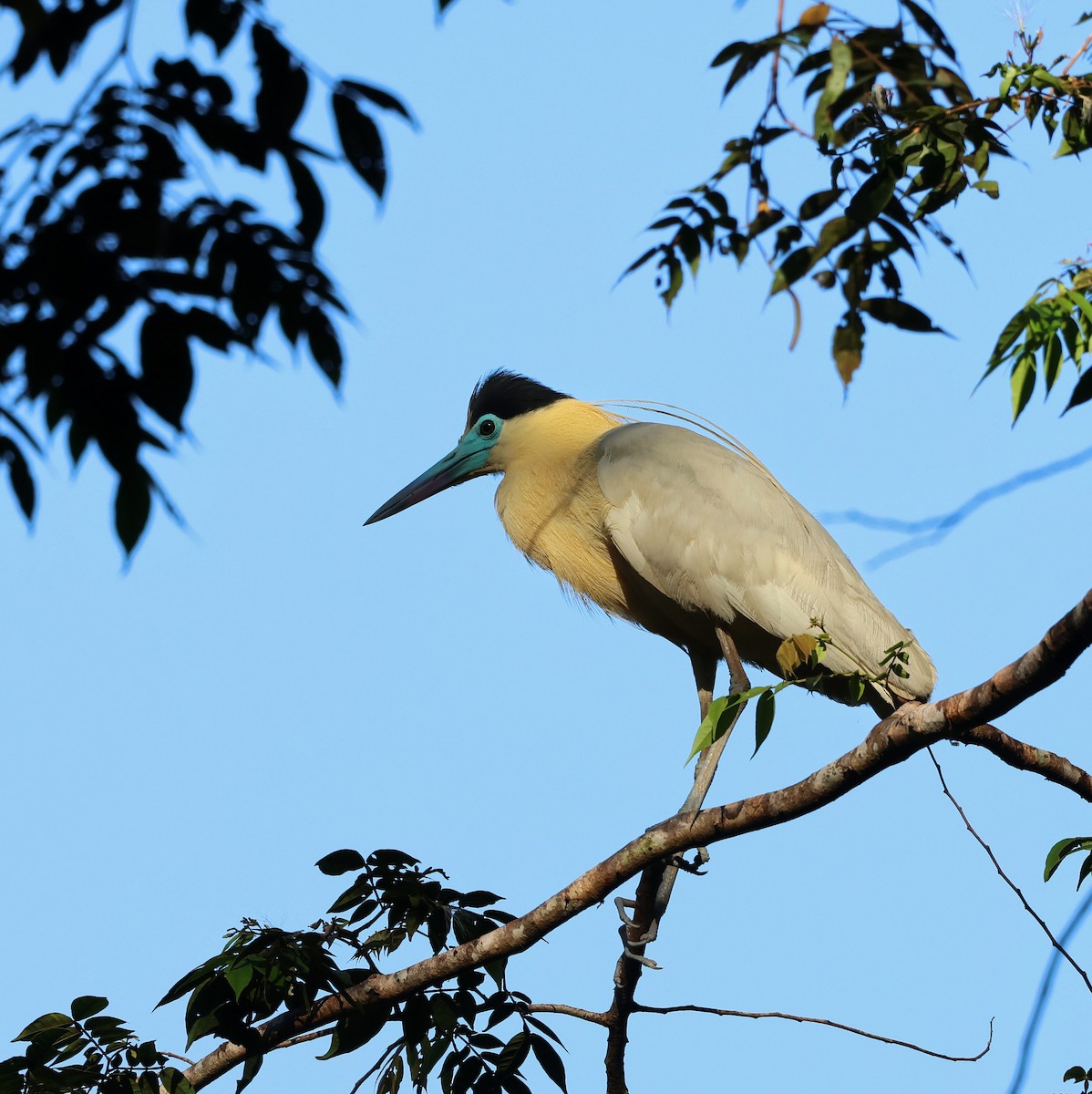 Capped Heron - ML643063292