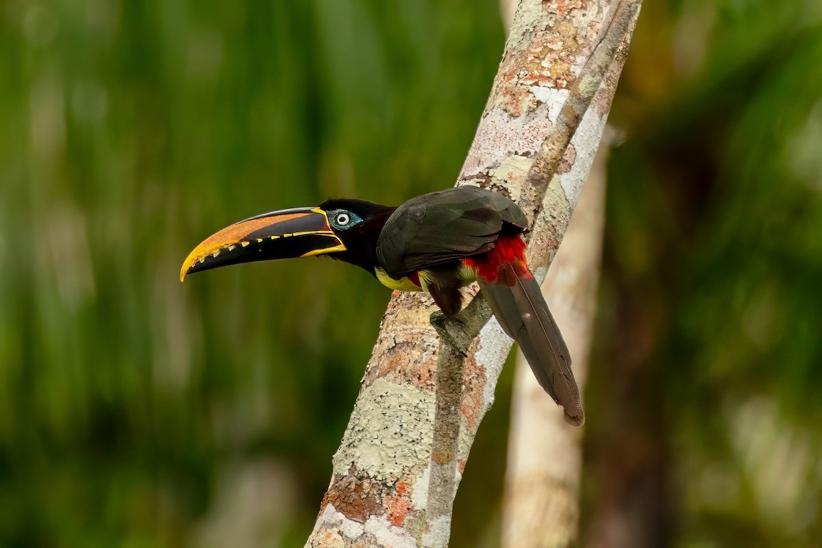 Chestnut-eared Aracari - ML643063347