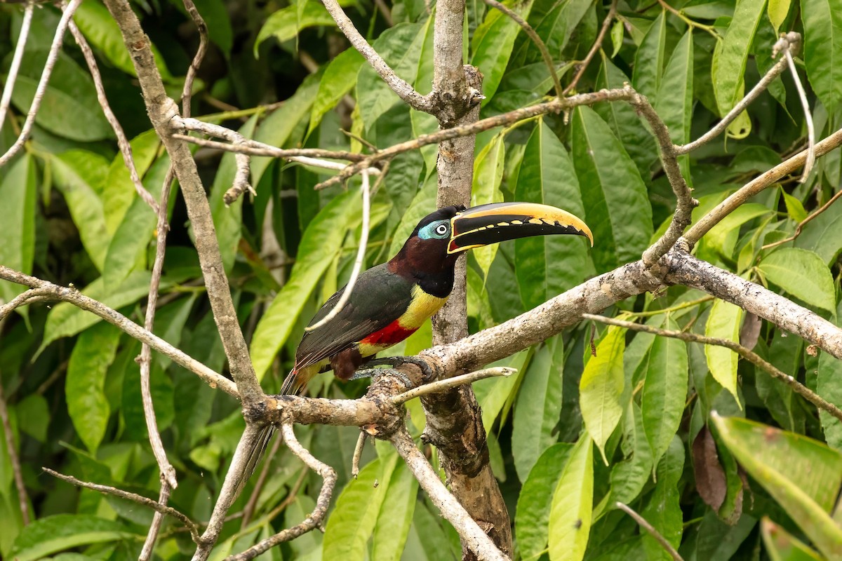 Chestnut-eared Aracari - ML643063349