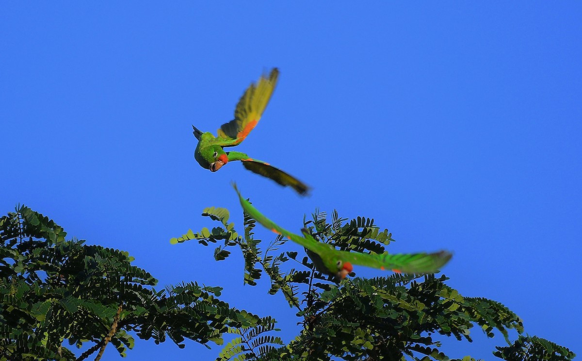 Crimson-fronted Parakeet - ML643063351