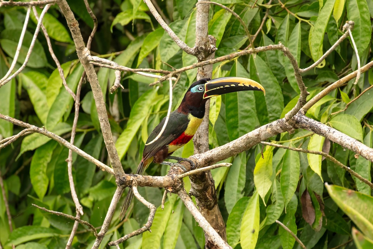 Chestnut-eared Aracari - ML643063352