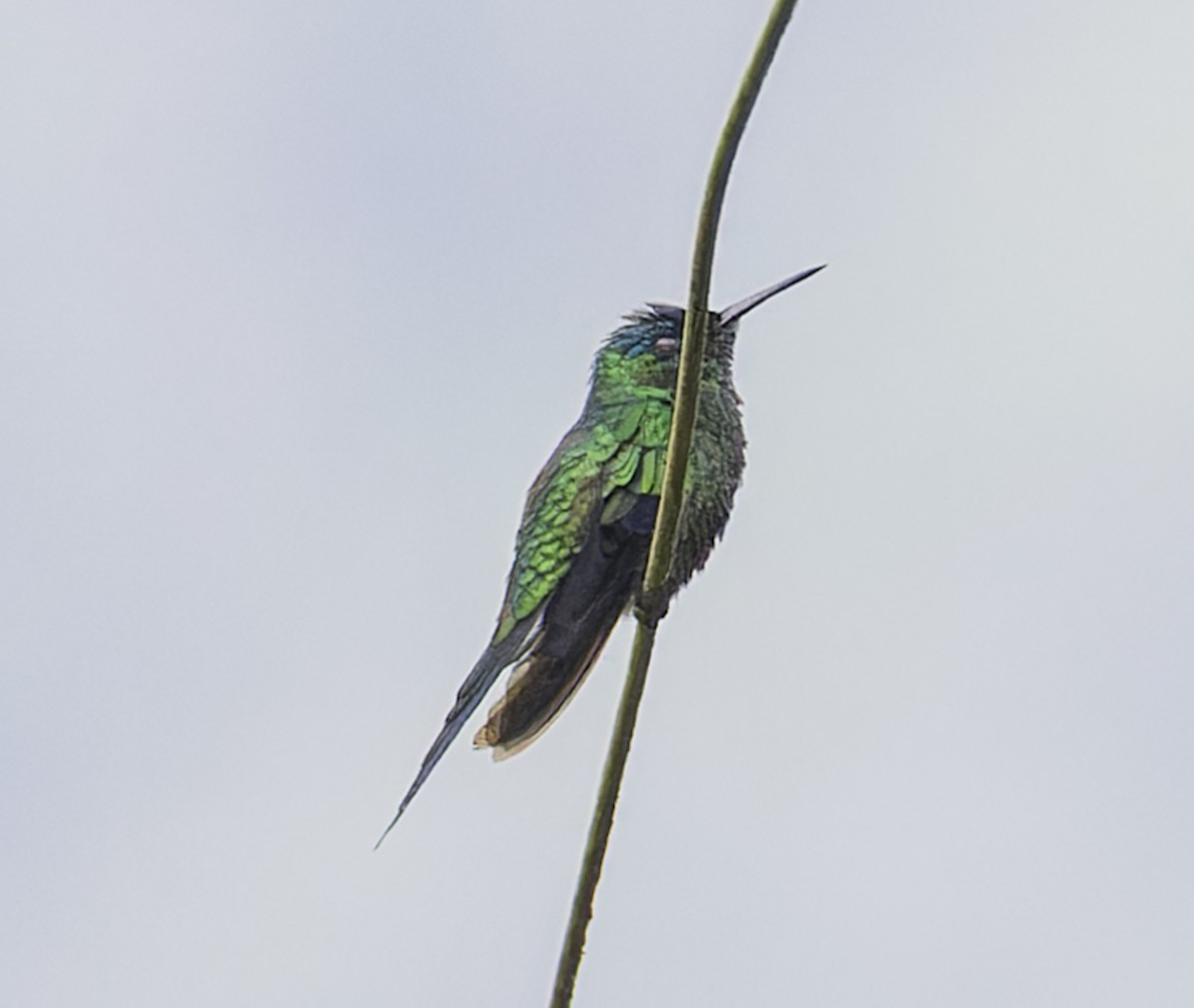 Violet-capped Woodnymph - ML643063356