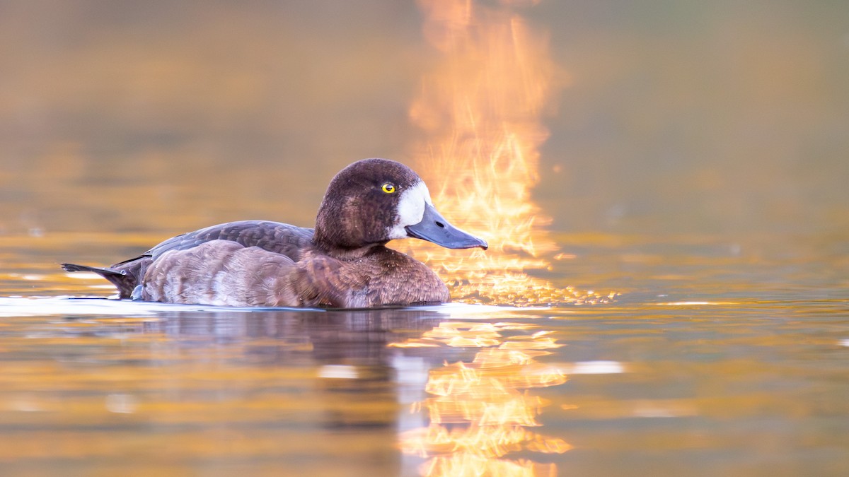 Greater Scaup - ML643063393