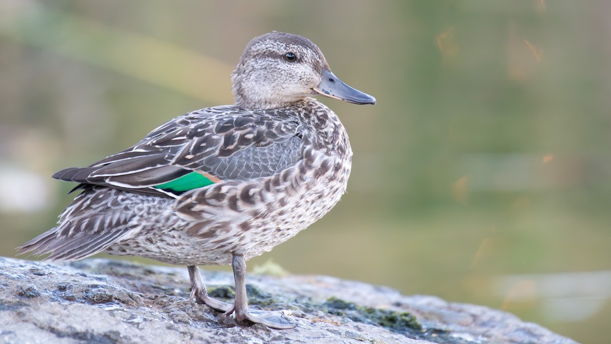 Green-winged Teal - ML643063399