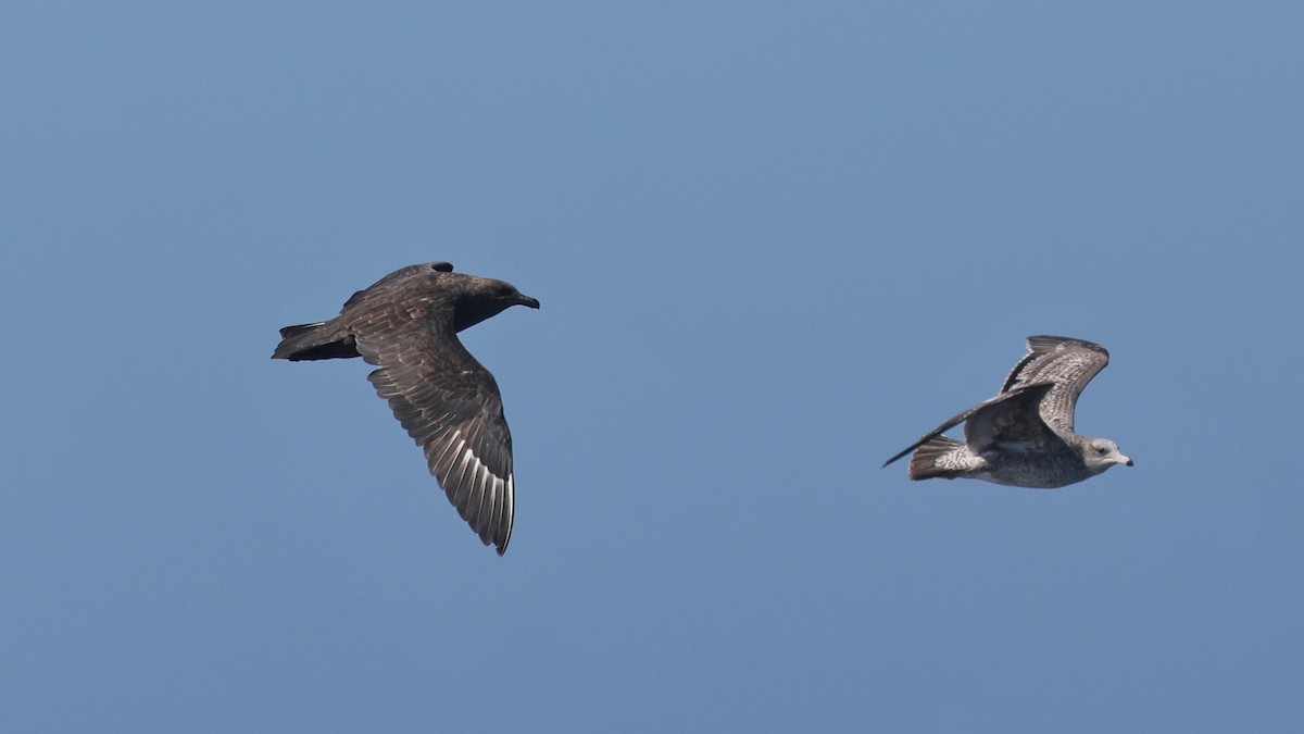 South Polar Skua - ML643063401