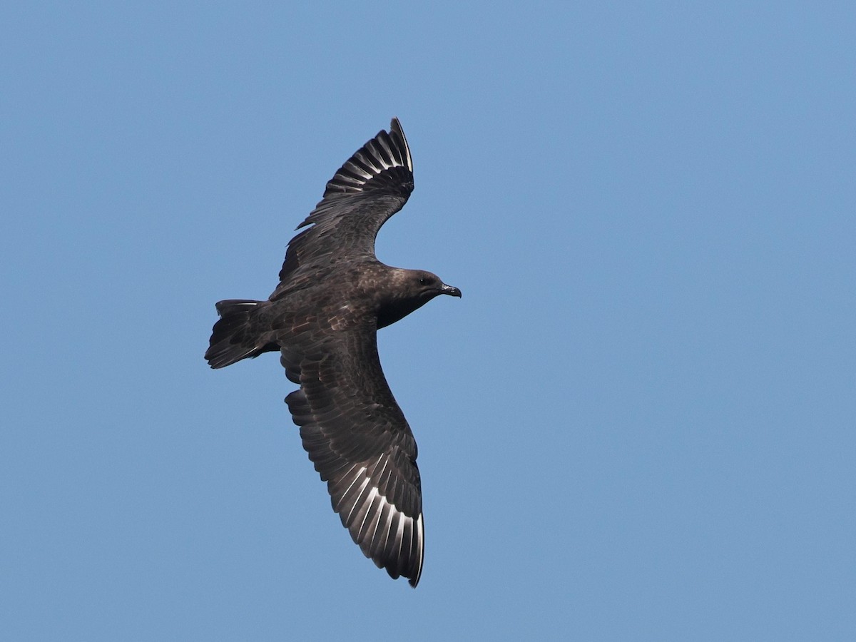 South Polar Skua - ML643063416