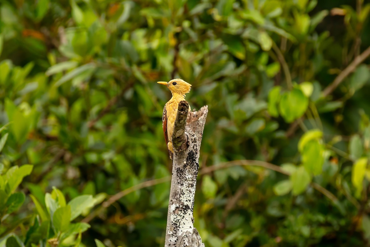 Cream-colored Woodpecker - ML643063428