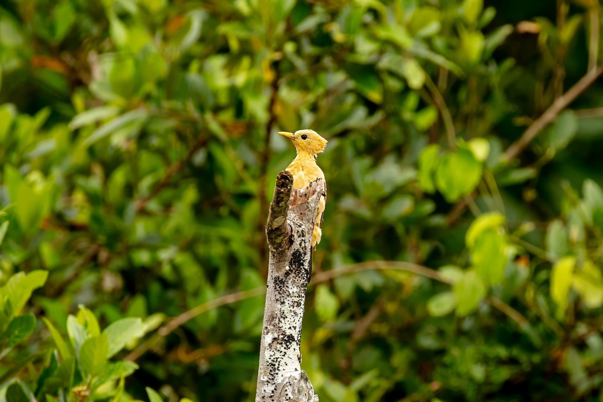 Cream-colored Woodpecker - ML643063429