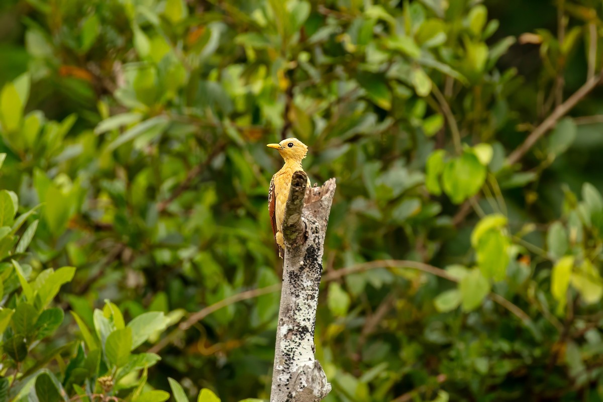 Cream-colored Woodpecker - ML643063430