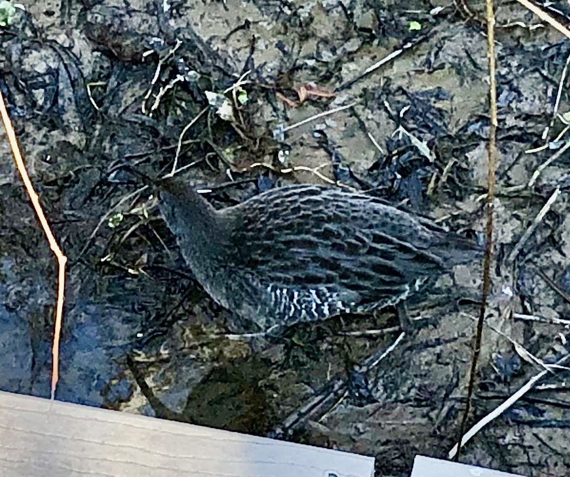 Clapper Rail (Atlantic Coast) - ML643063431