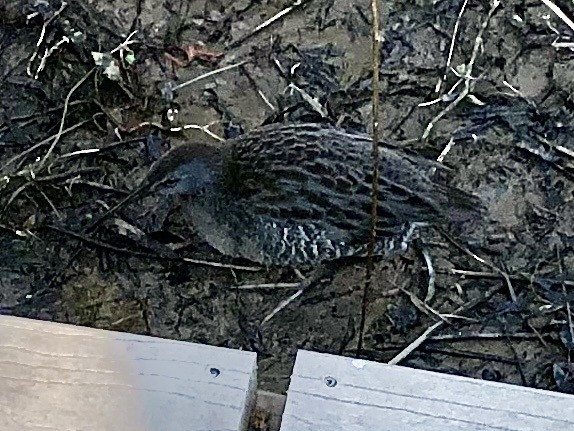 Clapper Rail (Atlantic Coast) - ML643063432