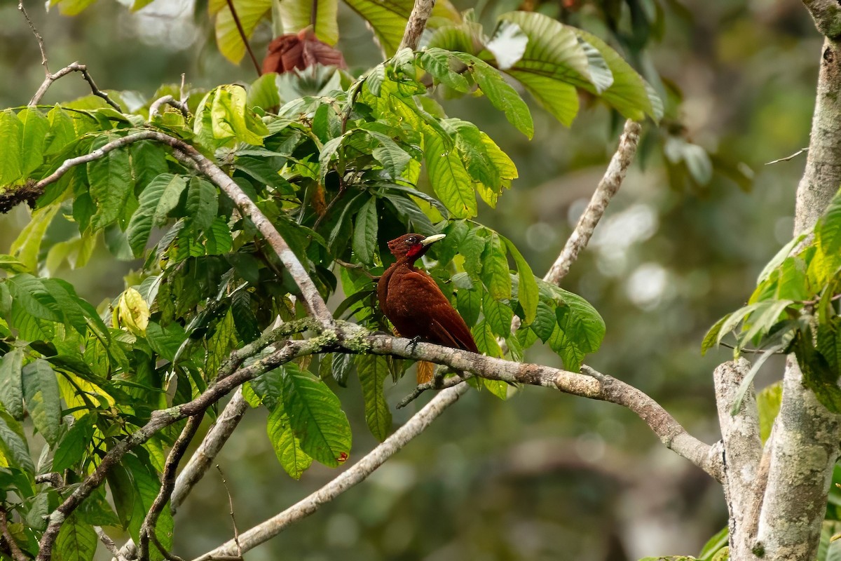 Chestnut Woodpecker - ML643063441
