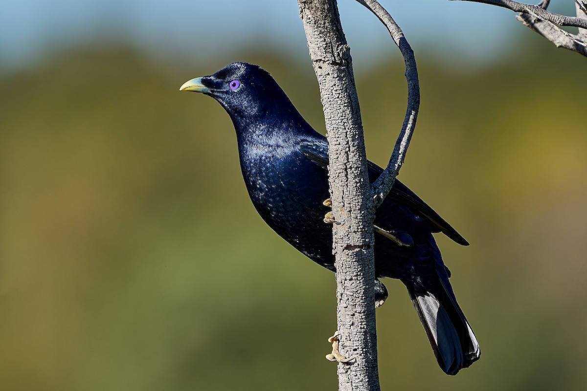 Satin Bowerbird - ML643063446
